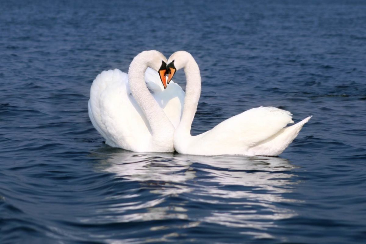 swans heart
