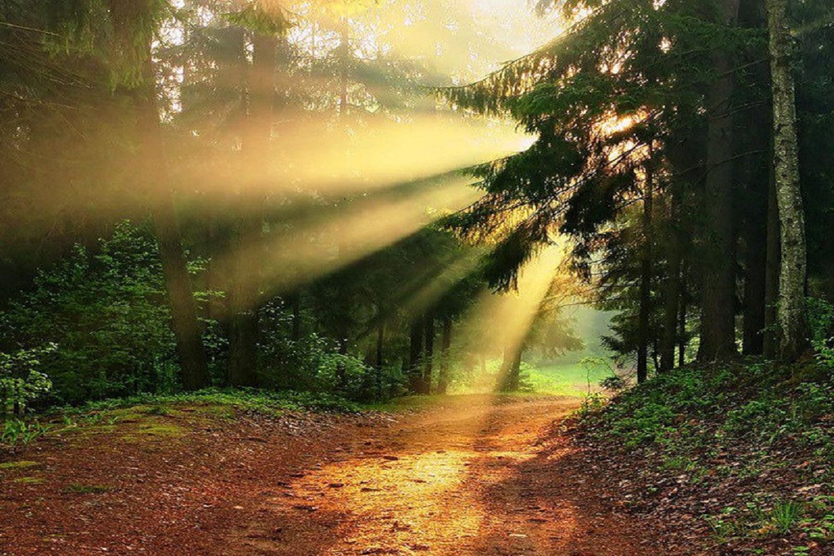 Какая погода на солнце. Солнечные лучи. Душа в лесу. "Солнце в лесу". Солнце светит в лесу.