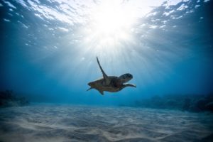 Turtle swimming in sunlight underwater