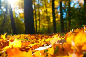 Golden Autumn leaves in sunlight
