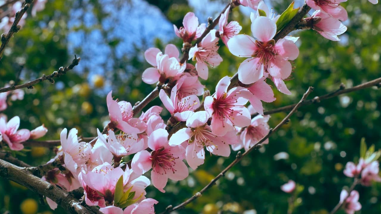 pink blossom on tree branch